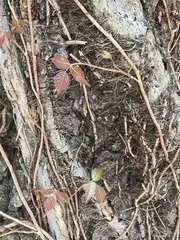 Toxicodendron radicans