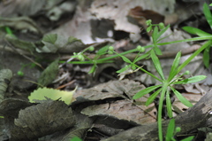 Herpetogramma theseusalis