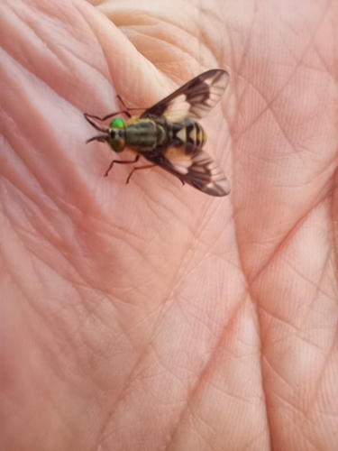 Twin-lobed Deer Fly