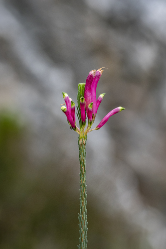 Erica fascicularis, photograph 4
