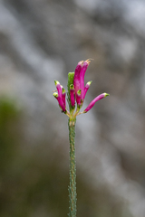 Erica fascicularis, photograph (c) magriet b, some rights reserved (CC BY-SA)