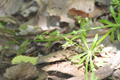 Herpetogramma theseusalis