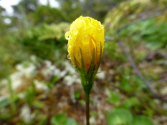 Microseris borealis