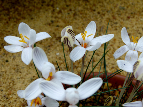 Representative image of Crocus cambessedesii