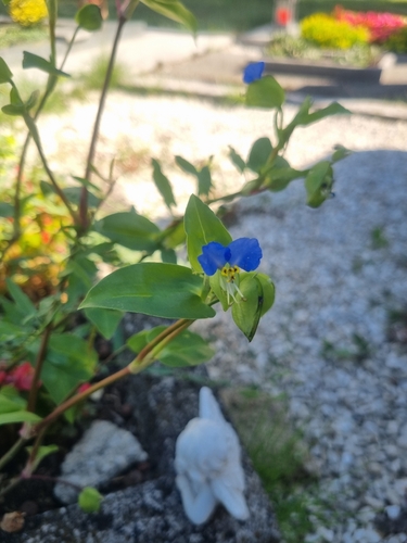 Commelina communis