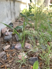 Bromus tectorum