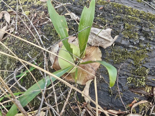 Elkhorn fern