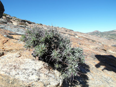 Othonna euphorbioides