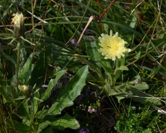 Schlagintweitia intybacea