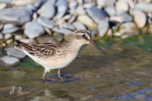 Bécasseau falcinelle