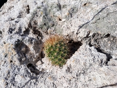 Cochemiea mazatlanensis