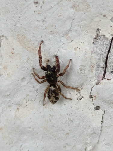 Salticus latidentatus