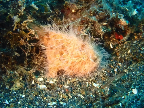 Antennarius striatus observed 2026-08-13
