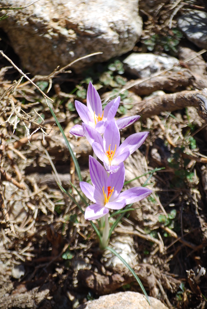 Corsican Crocus