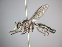 Lestomyia