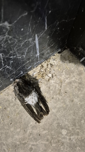 Western House Martin