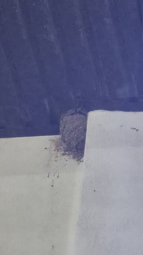 Barn Swallow