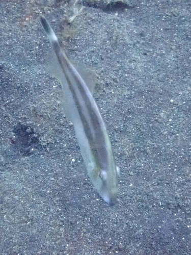 Pseudalutarius nasicornis observed 2026-08-13