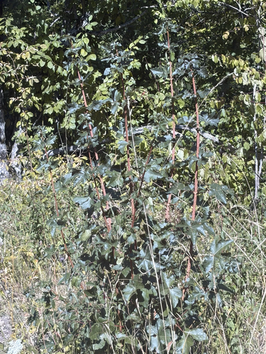 field maple