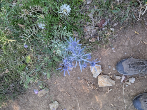 Italian Eryngo