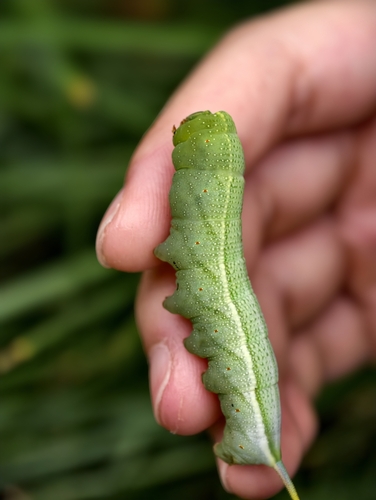 Ampelophaga rubiginosa