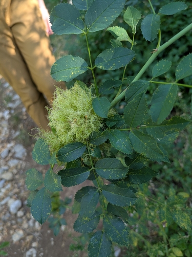 Mossy Rose Gall Wasp