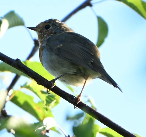 Rougegorge familier, jeune