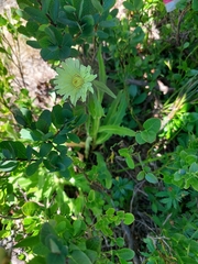 Schlagintweitia intybacea, photograph (c) E. Borchert, some rights reserved (CC BY)