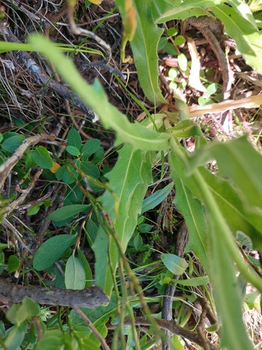 Schlagintweitia intybacea, photograph 5