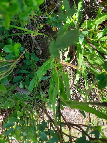 Schlagintweitia intybacea, photograph 6