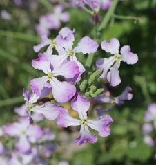 Raphanus sativus raphanistroides