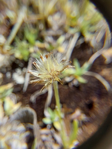 Omalotheca supina, photograph 2