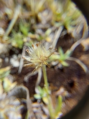 Omalotheca supina, photograph (c) E. Borchert, some rights reserved (CC BY)
