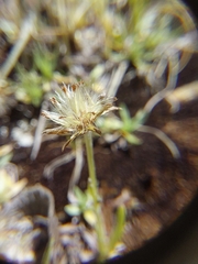 Omalotheca supina, photograph (c) E. Borchert, some rights reserved (CC BY)