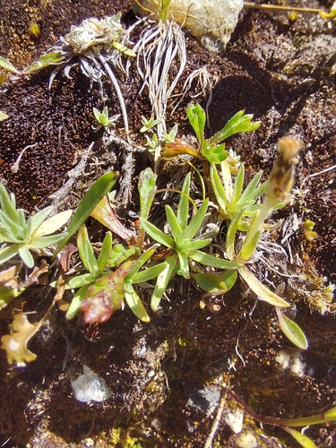 Omalotheca supina, photograph 5