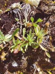 Omalotheca supina, photograph (c) E. Borchert, some rights reserved (CC BY)