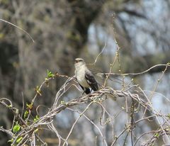 Mimus polyglottos