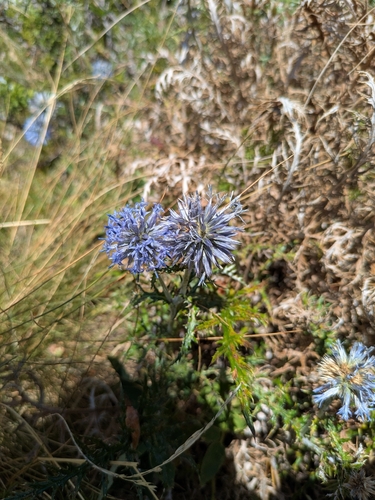 southern globe thistle