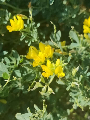 sickle alfalfa