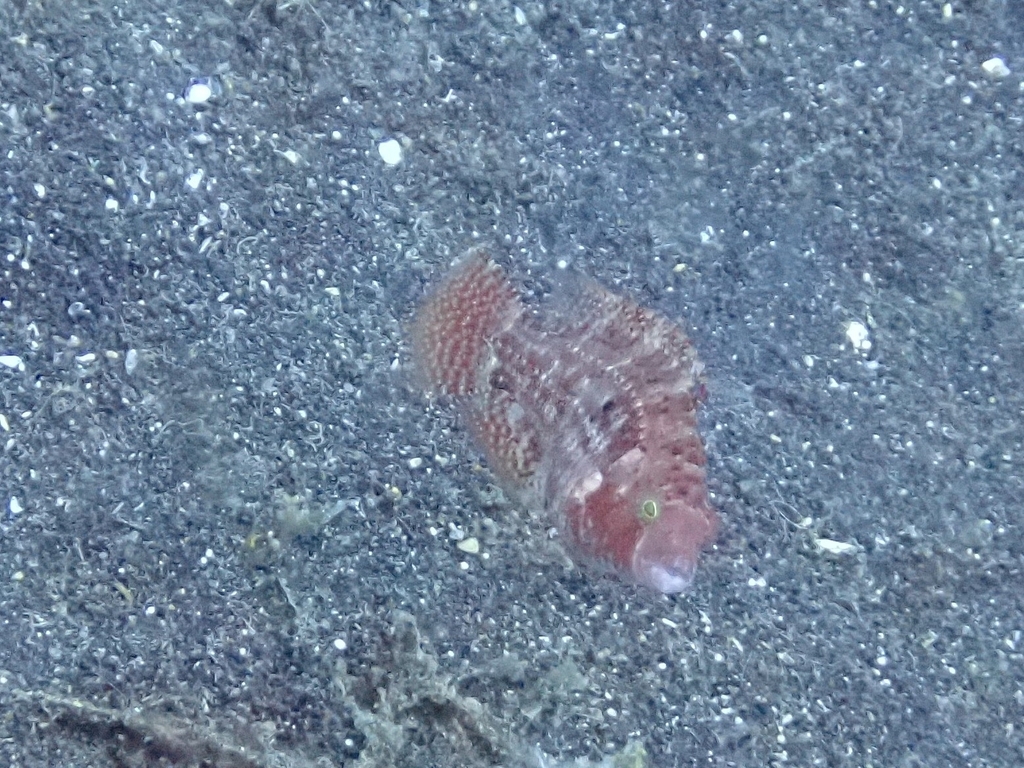 Twospot wrasse
