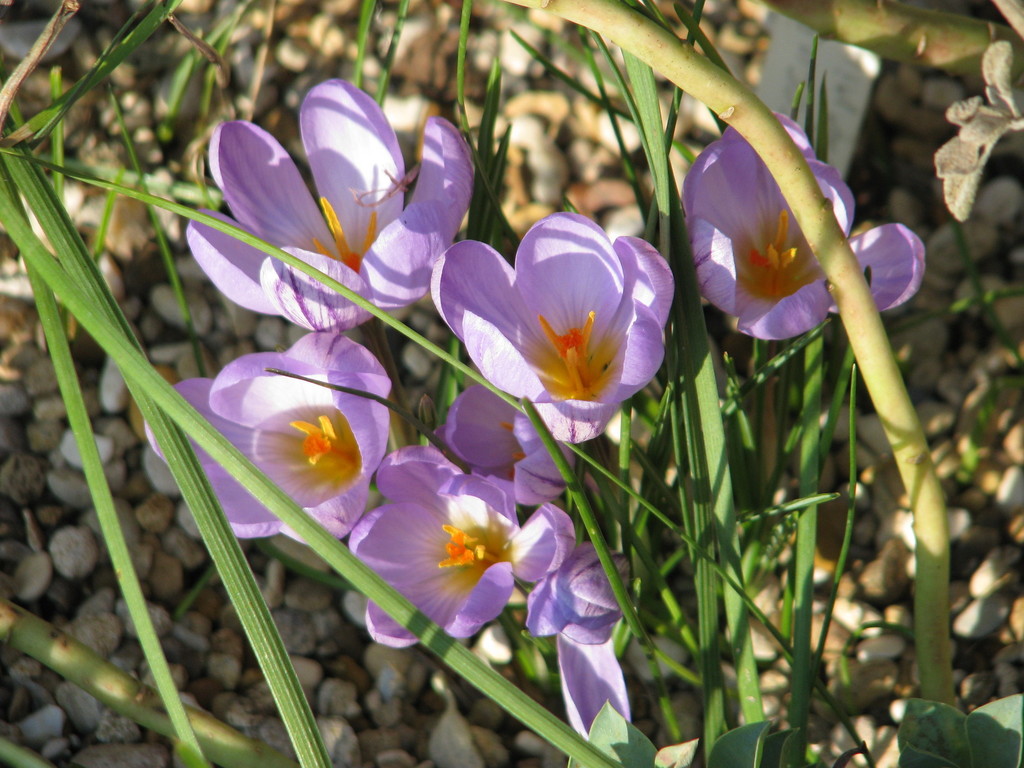 Crocus kosaninii