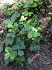 Fragaria chiloensis chiloensis