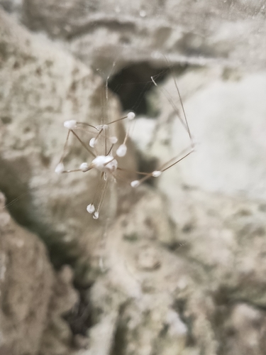 Engyodontium aranearum
