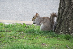 Sciurus carolinensis