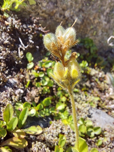 Veronica bellidioides