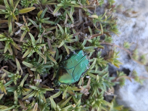 European Rose Chafer