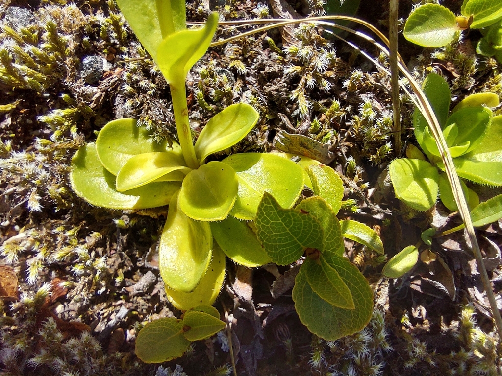 Veronica bellidioides; photograph (c) E. Borchert, some rights reserved (CC BY)