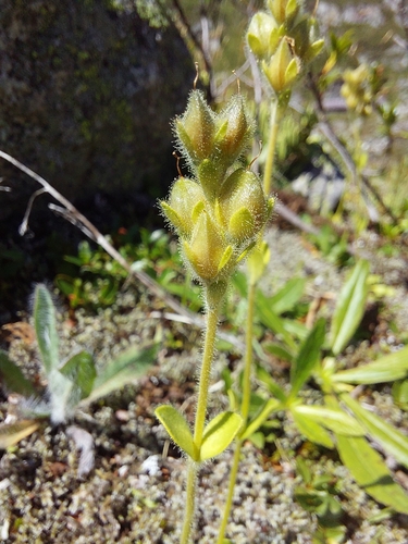 Veronica bellidioides, photograph 3