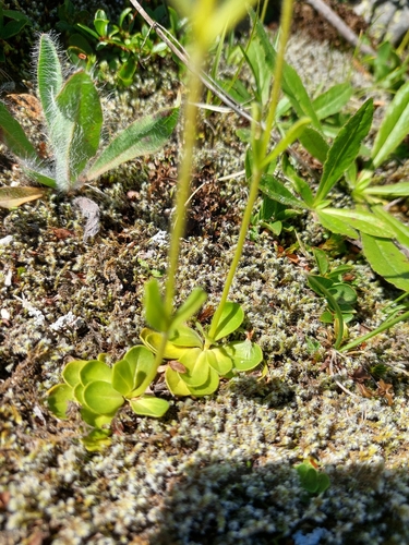 Veronica bellidioides, photograph 4