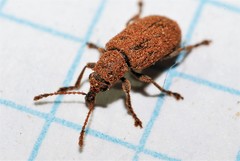 Cimberis decipiens